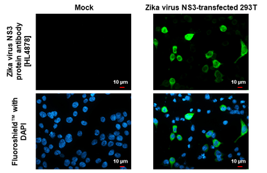 Anti-Zika virus NS3 protein antibody [HL4878] used in Immunocytochemistry/ Immunofluorescence (ICC/IF). GTX644943